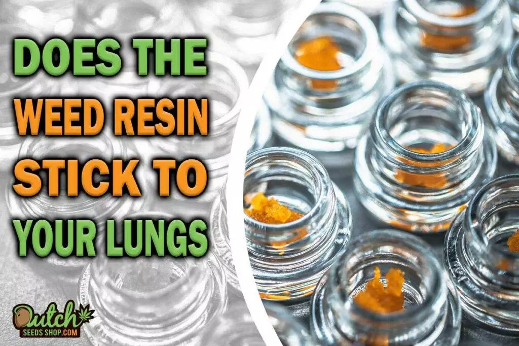 Does The Weed Resin Stick To Your Lungs