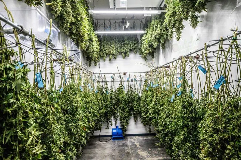 Drying And Curing Blue Dream Buds