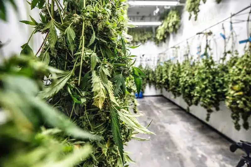 Drying And Curing