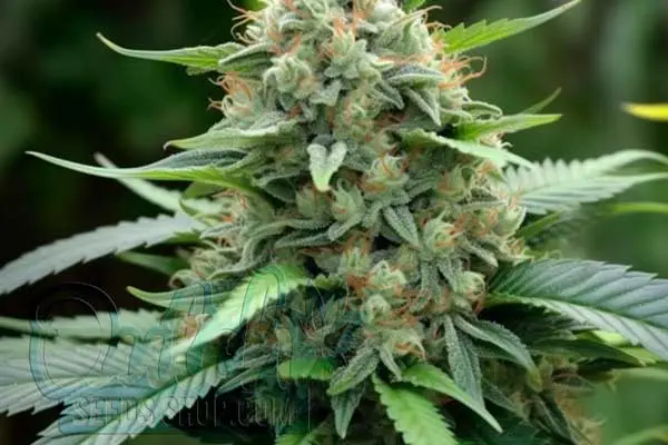 Durban Poison Autoflower Strain Origin