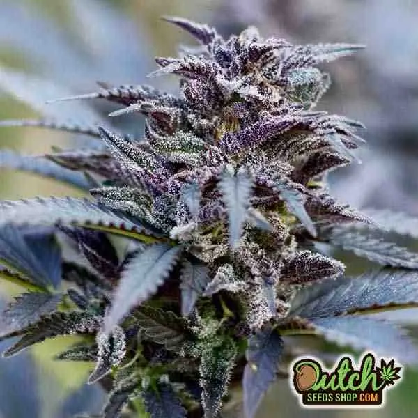 Durban Poison Seeds