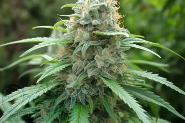 Durban Poison Strain Origin