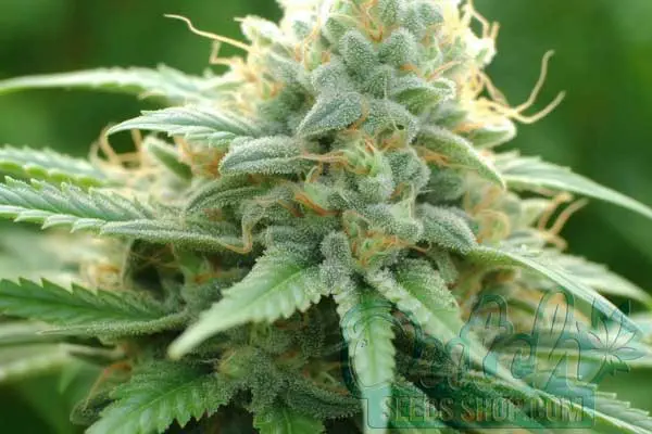 Early Misty Strain Origin