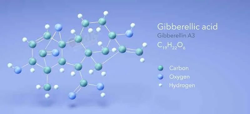 Easily Make Feminize Autoflower Seeds With Gibberellic Acid