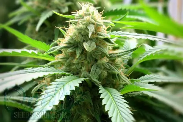 Easy Bud Autoflower Strain Origin