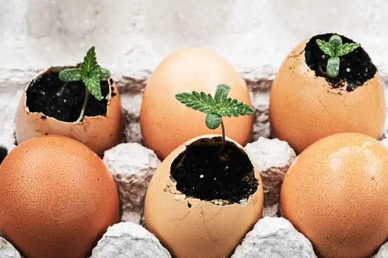 Eggshells
