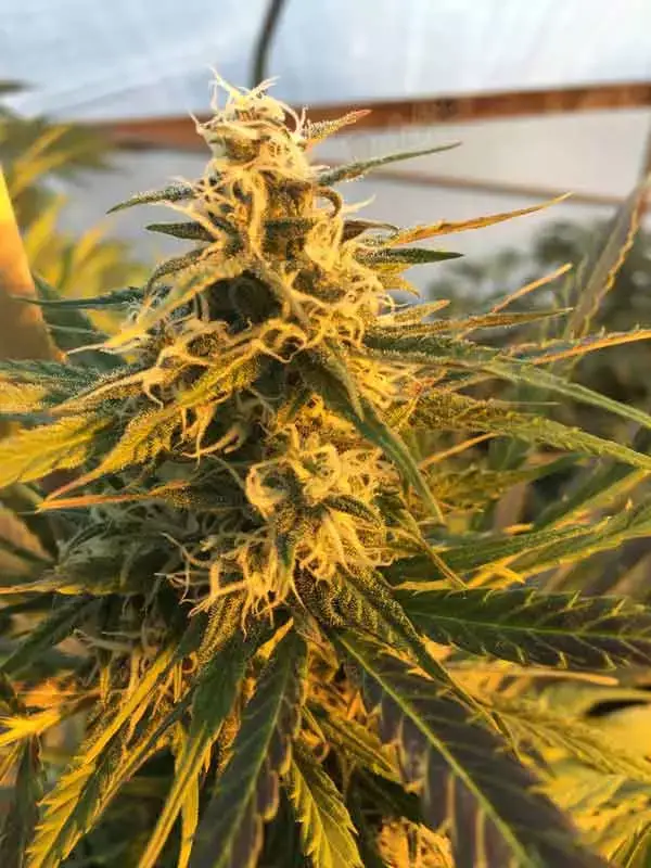 Elevate Your Mood with Trainwreck Autoflower