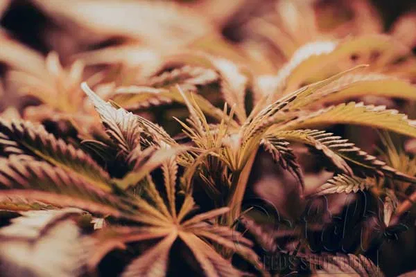 Environmental Factors and Pre-Flowering