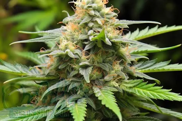 Exodus Cheese Strain Origin