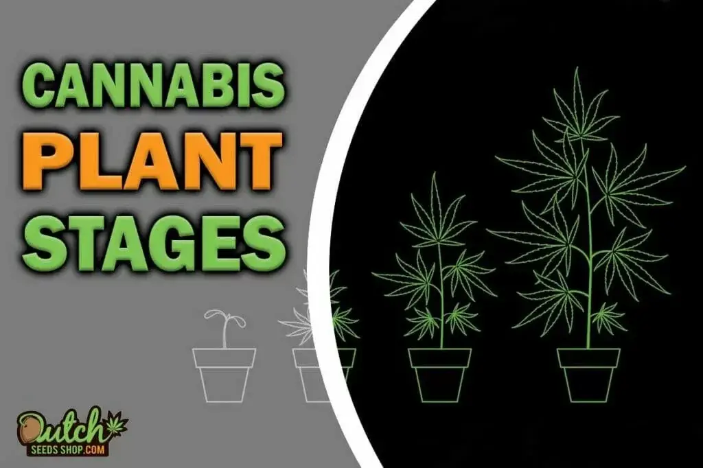 Exploring Growth: 4 Weed Plant Stages