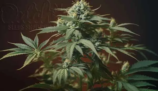 Fastest Autoflower Turbo bud