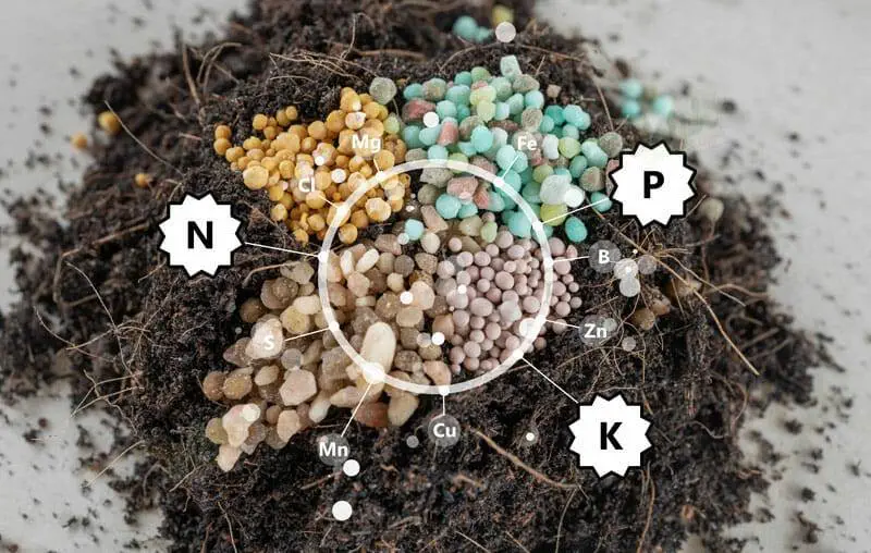 Feeding Auto Fem Plants