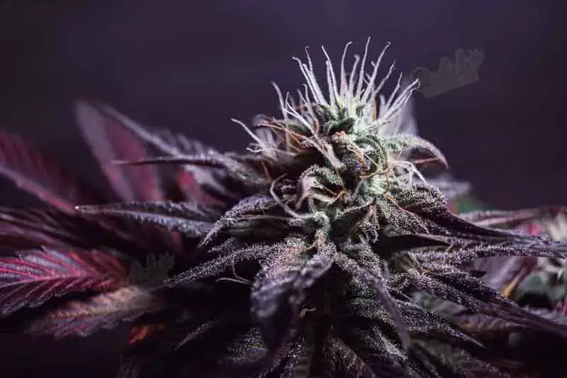 Feel Intense, Fast-Acting Amnesia Autoflower