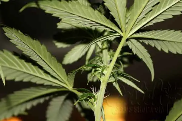Female Cannabis Plant