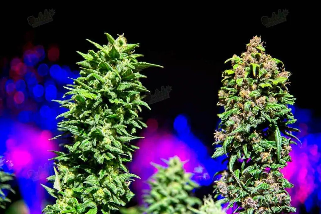 Feminized Vs. Regular Seeds Yield