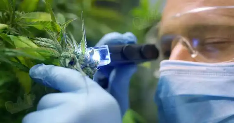 Fertilizer and nutrients