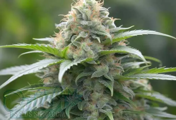 Fire OG Strain Origin
