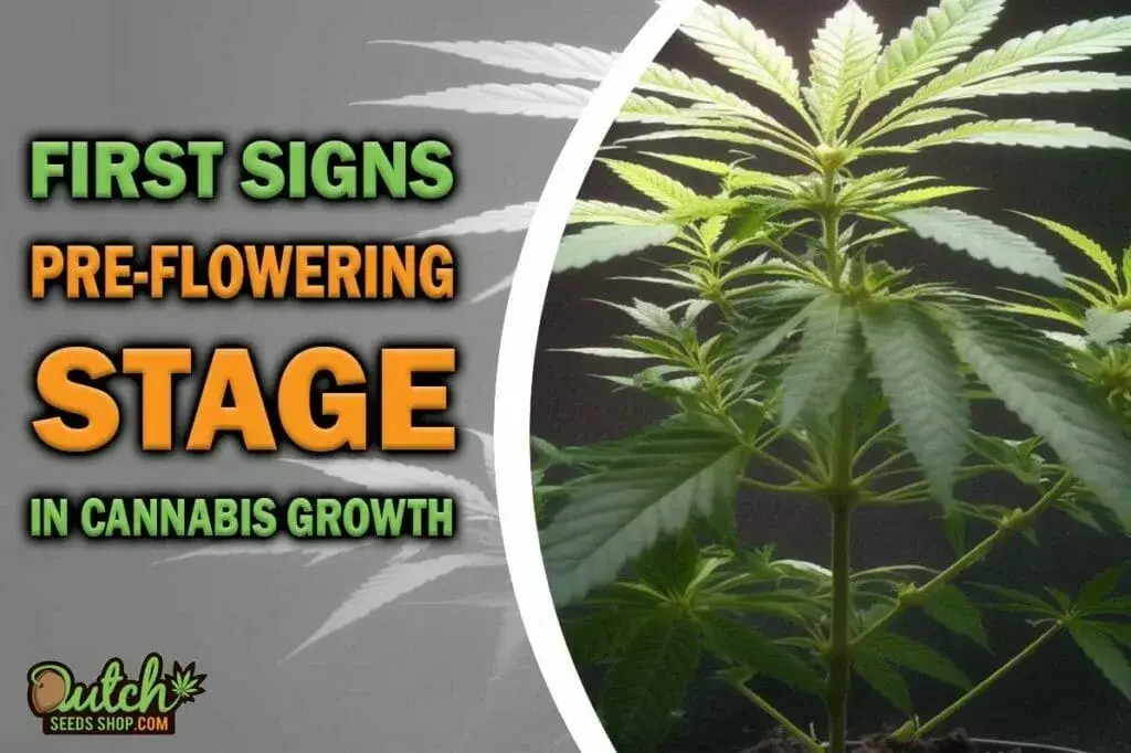 First Signs of Flowering: Pre-flowering Stage Meaning