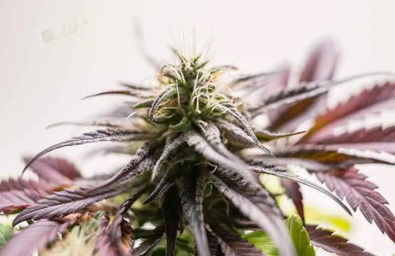 Flowering Stage