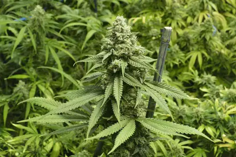 Flowering Stage