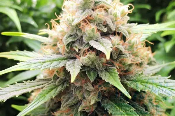 Flowering Time