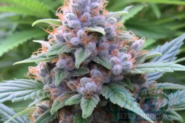 Flowering Time