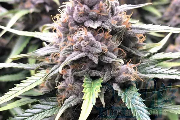 Flowering Time