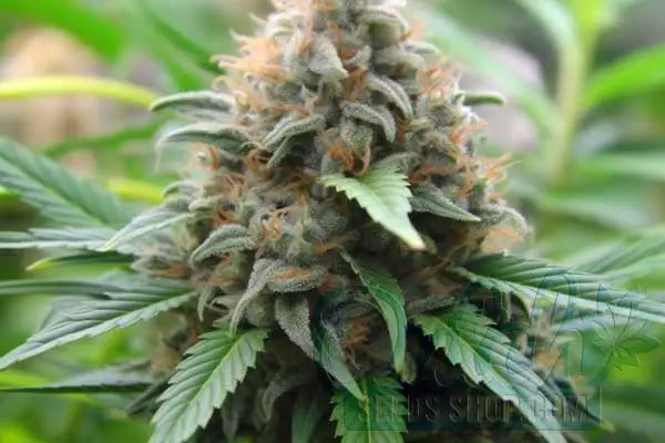 Flowering Time