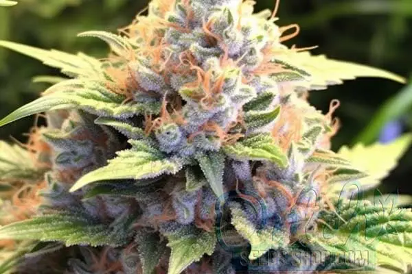 Flowering Time