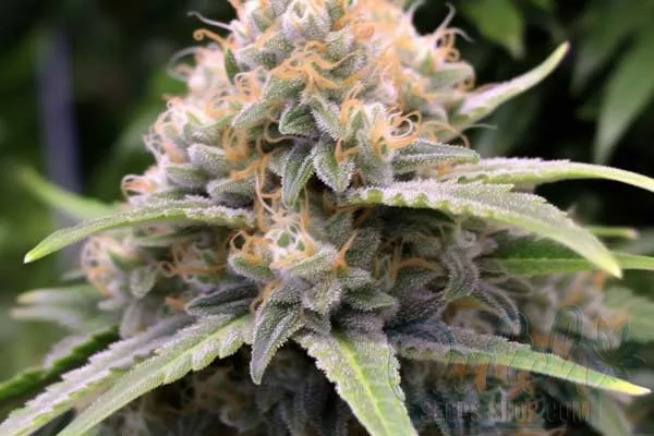 Flowering Time