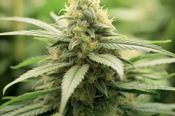 Flowering Time