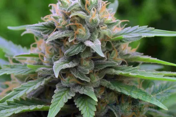 Flowering Time