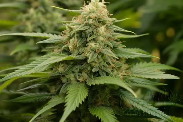 Flowering Time