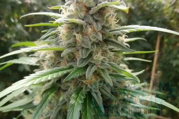 Flowering Time