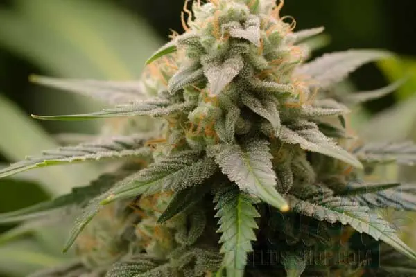Flowering Time