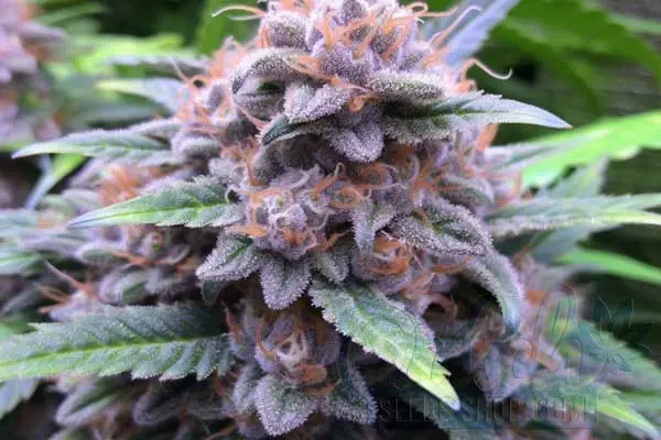 Flowering Time