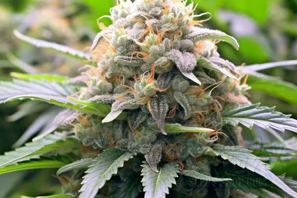 Flowering Time