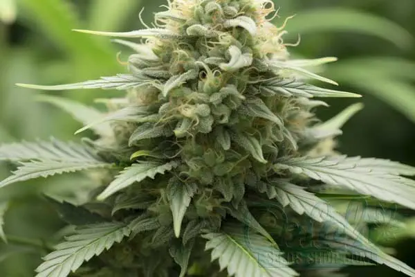 Flowering Time