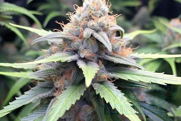 Flowering Time