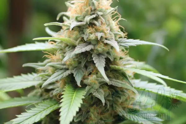 Flowering Time