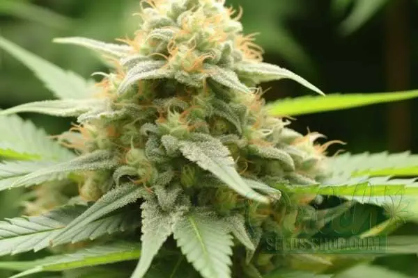 Flowering Time