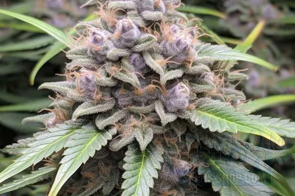 Flowering Time