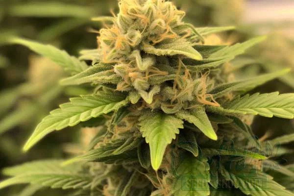 Flowering Time