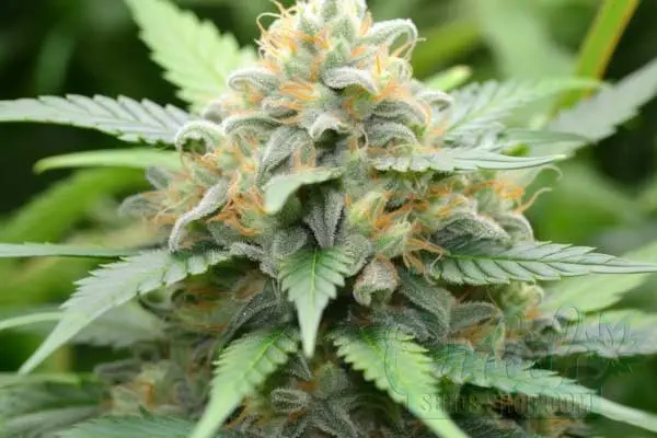 Flowering Time