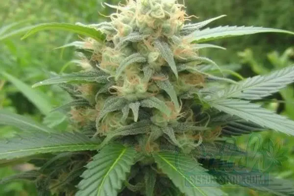 Flowering Time