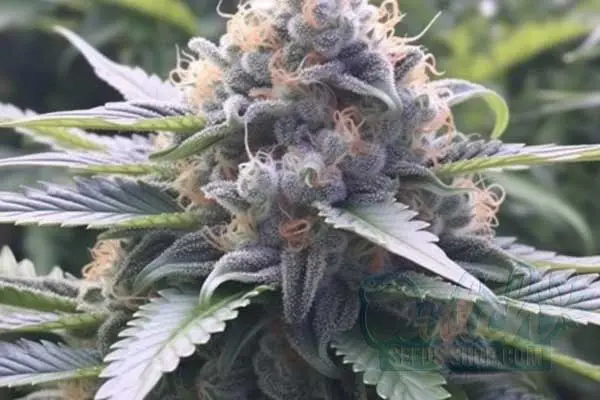 Flowering Time