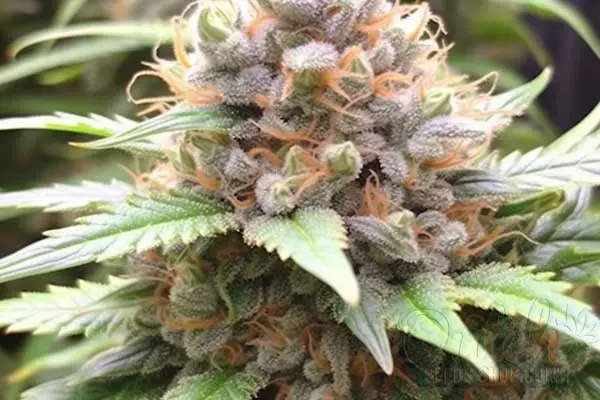 Flowering Time