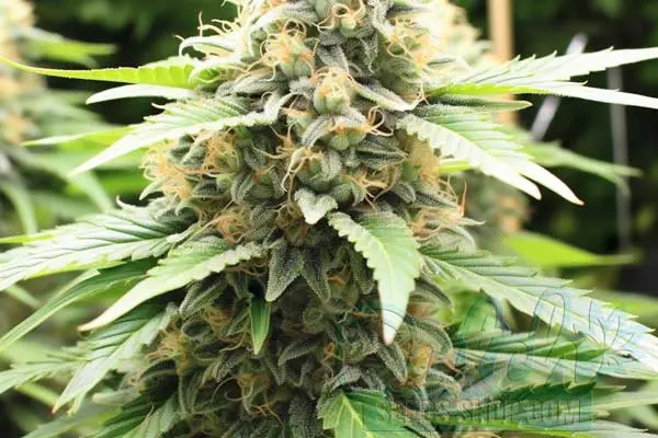 Flowering Time