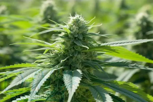 Flowering Time
