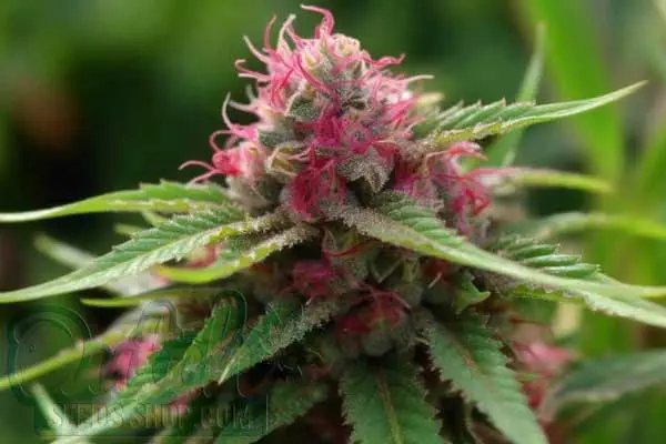 Flowering Time